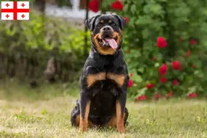 Read more about the article Rottweiler tenyésztők és kölykök Grúziában