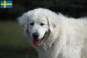 Read more about the article Slovensky Cuvac tenyésztők és kölykök Svédországban