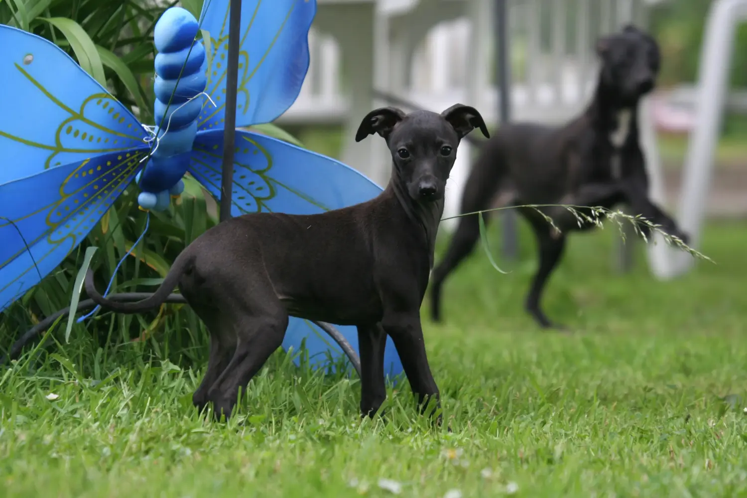 Olasz agár kölyökkutya vásárlása felelősségvállalást jelent! Vásároljon olasz szélcsengő kölyökkutyákat.