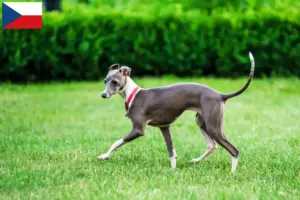 Read more about the article Olasz szélcsengettyű tenyésztők és kölykök Csehországban