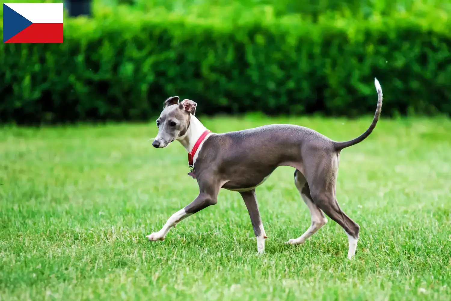 Olasz szélcsengő kölyökkutyák és tenyésztő Csehország Itt megtalálja az olasz szélcsengettyű tenyésztőket Csehországban.