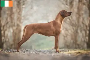 Read more about the article Rhodesian Ridgeback tenyésztők és kiskutyák Írországban