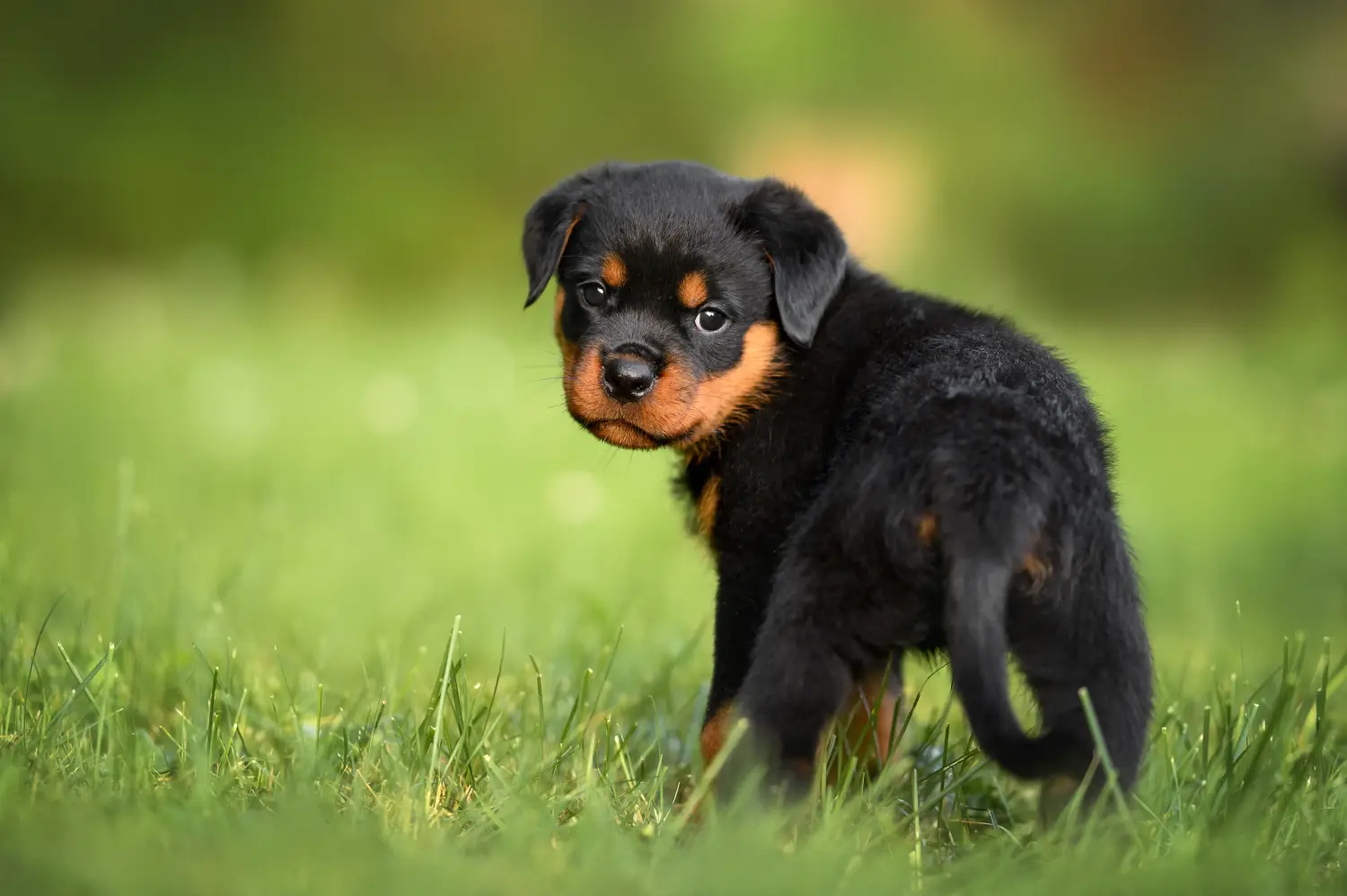 Egy rottweiler kiskutya megvásárlása felelősségvállalást jelent! Rottweiler kiskutyák vásárlása.