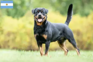 Read more about the article Rottweiler tenyésztők és kölykök Argentínában