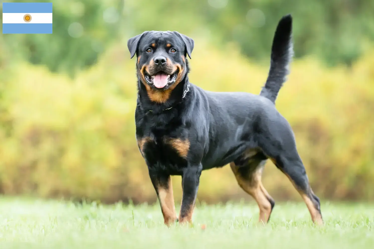 Rottweiler kiskutyák és tenyésztők Argentína Argentínai rottweiler tenyésztőket itt találsz.