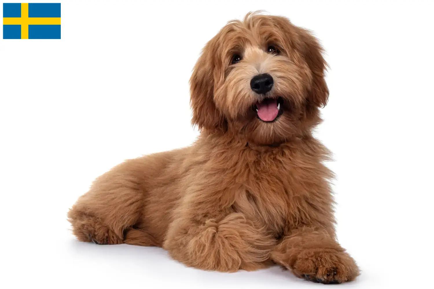 Ausztrál Cobberdog kölyökkutyák és tenyésztők Svédországban Itt találsz ausztrál Cobberdog tenyésztőket Svédországban.