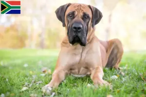 Read more about the article Boerboel tenyésztők és kölykök Dél-Afrikában