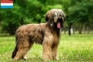 Read more about the article Briard tenyésztők és kiskutyák Luxemburgban