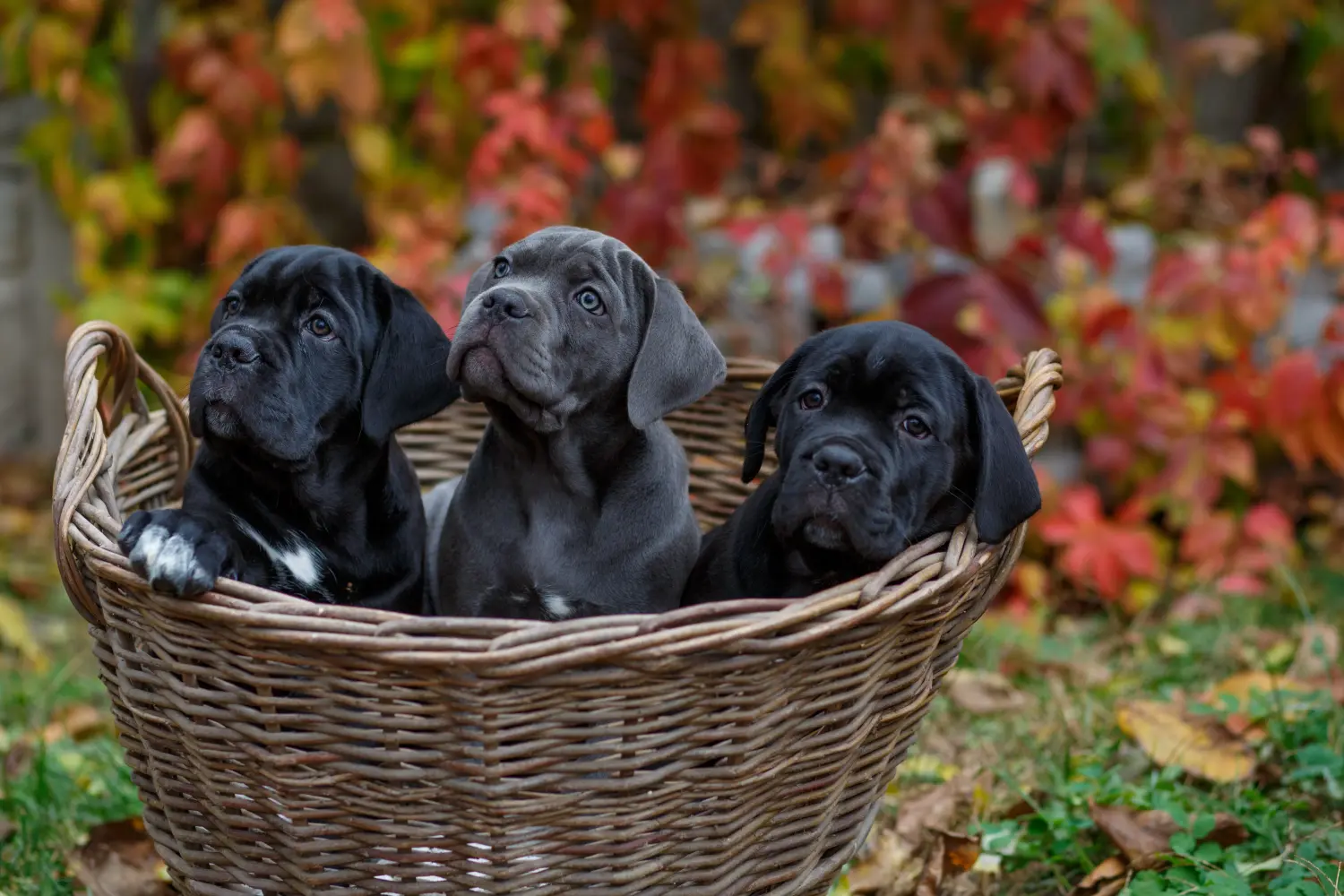 Egy Cane Corso Italiano kiskutya megvásárlása felelősségvállalást jelent! Cane Corso Italiano kiskutyák vásárlása.