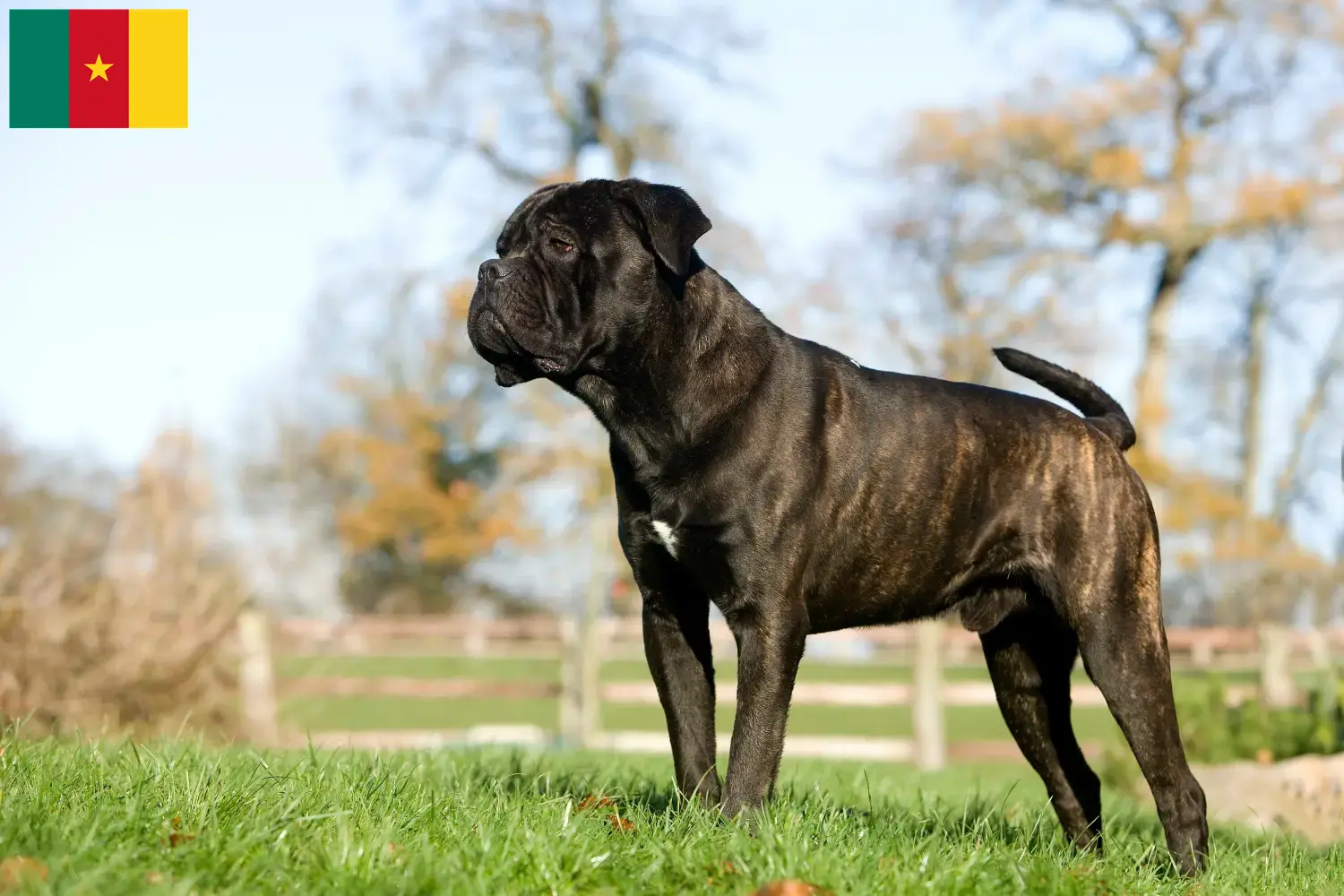 Cane Corso Italiano kiskutyák és tenyésztők Kamerun Keress Cane Corso Italianos tenyésztőket Kamerunban.