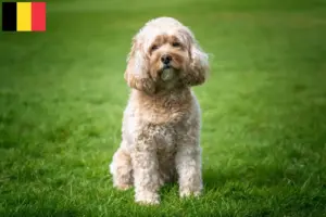 Read more about the article Cavoodle tenyésztők és kölykök Belgiumban