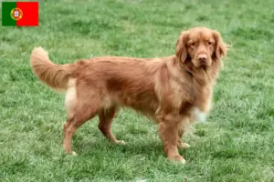 Read more about the article Nova Scotia Duck Tolling Retriever tenyésztők és kölykök Portugáliában