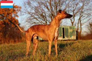 Read more about the article Whippet tenyésztők és kölykök Luxemburgban